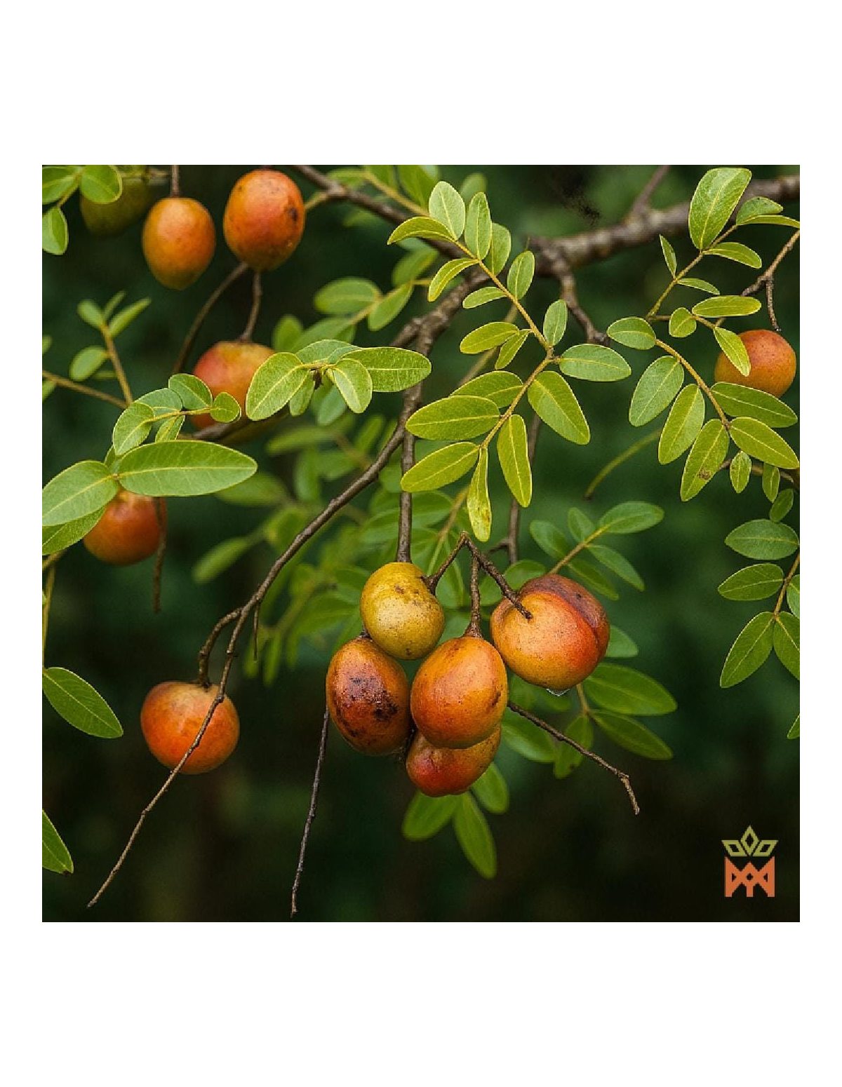 Huile de copaïba du Brésil – illustration du fournisseur : rameau feuillu avec fruits orangés