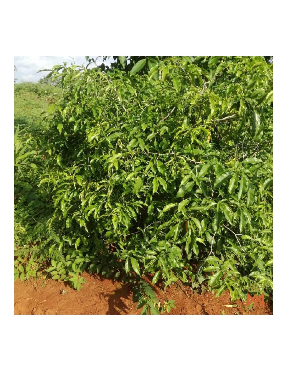 Poudre de racine d’iboga – photo du fournisseur : arbuste feuillu sur sol rouge (plante non identifiée)