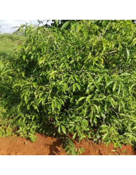 Poudre de racine d’iboga – photo du fournisseur : arbuste feuillu sur sol rouge (plante non identifiée)