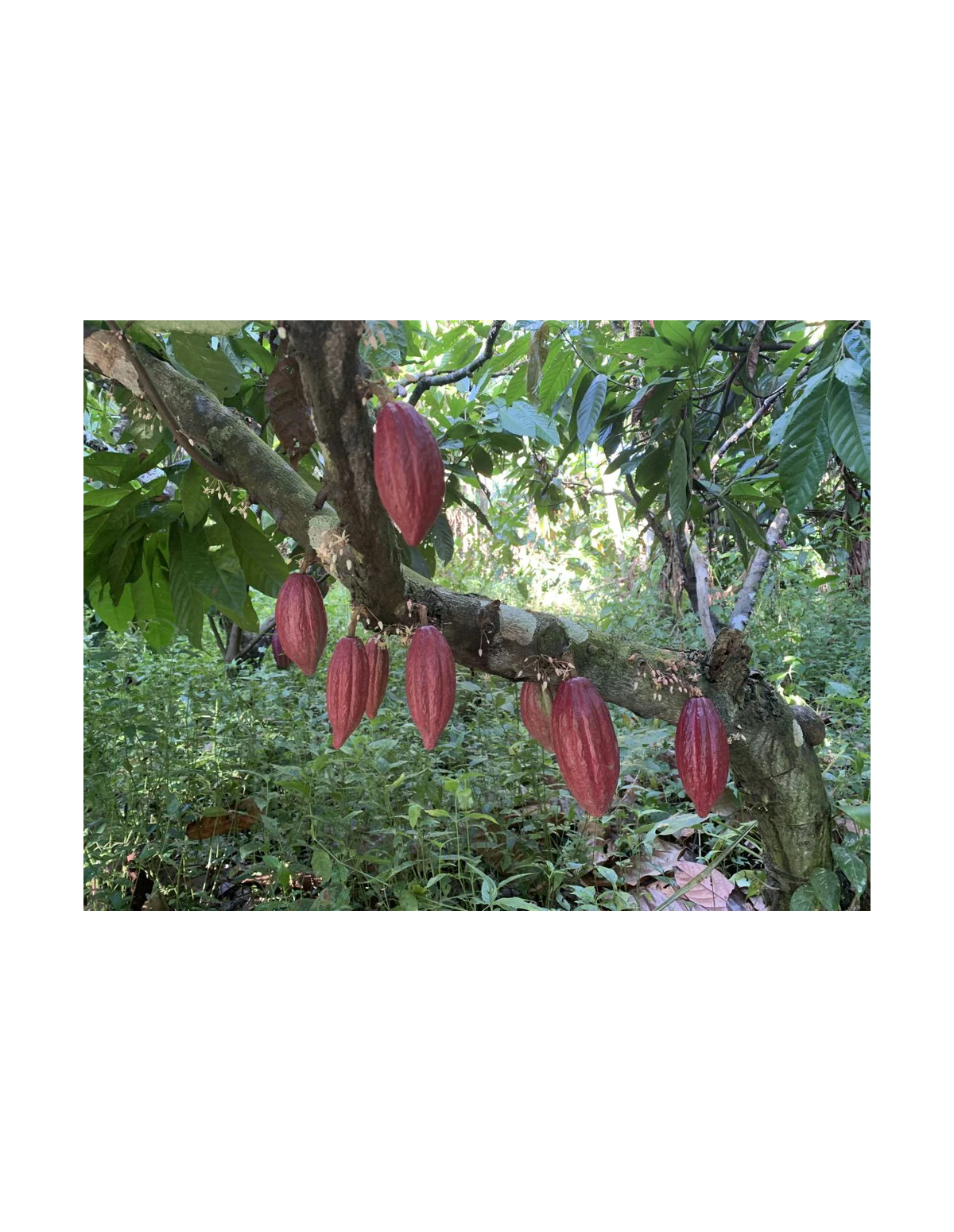 Cacao cérémoniel arhuaca de Colombie – cabosses sur le cacaoyer