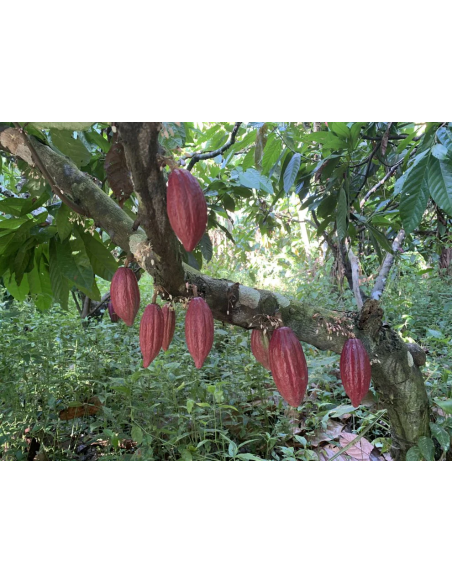 Cacao cérémoniel arhuaca de Colombie – cabosses sur le cacaoyer