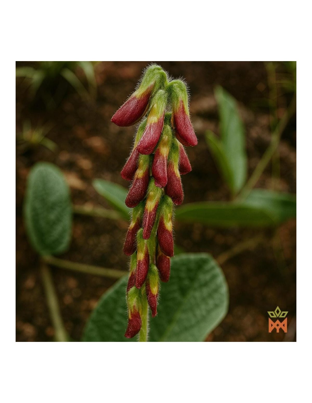 Photo du fournisseur : épi fleuri aux fleurs velues rouge sombre et jaunes ; espèce non identifiée