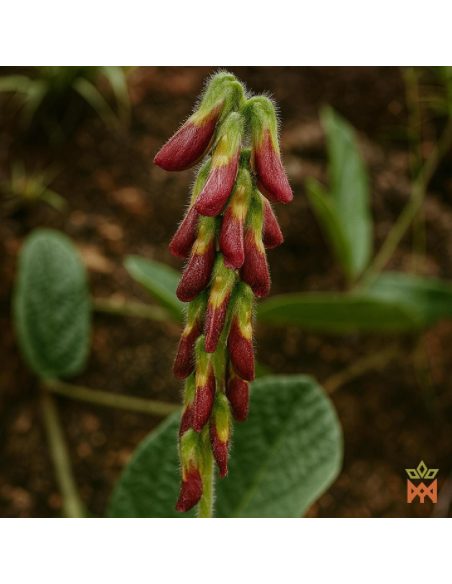 Photo du fournisseur : épi fleuri aux fleurs velues rouge sombre et jaunes ; espèce non identifiée