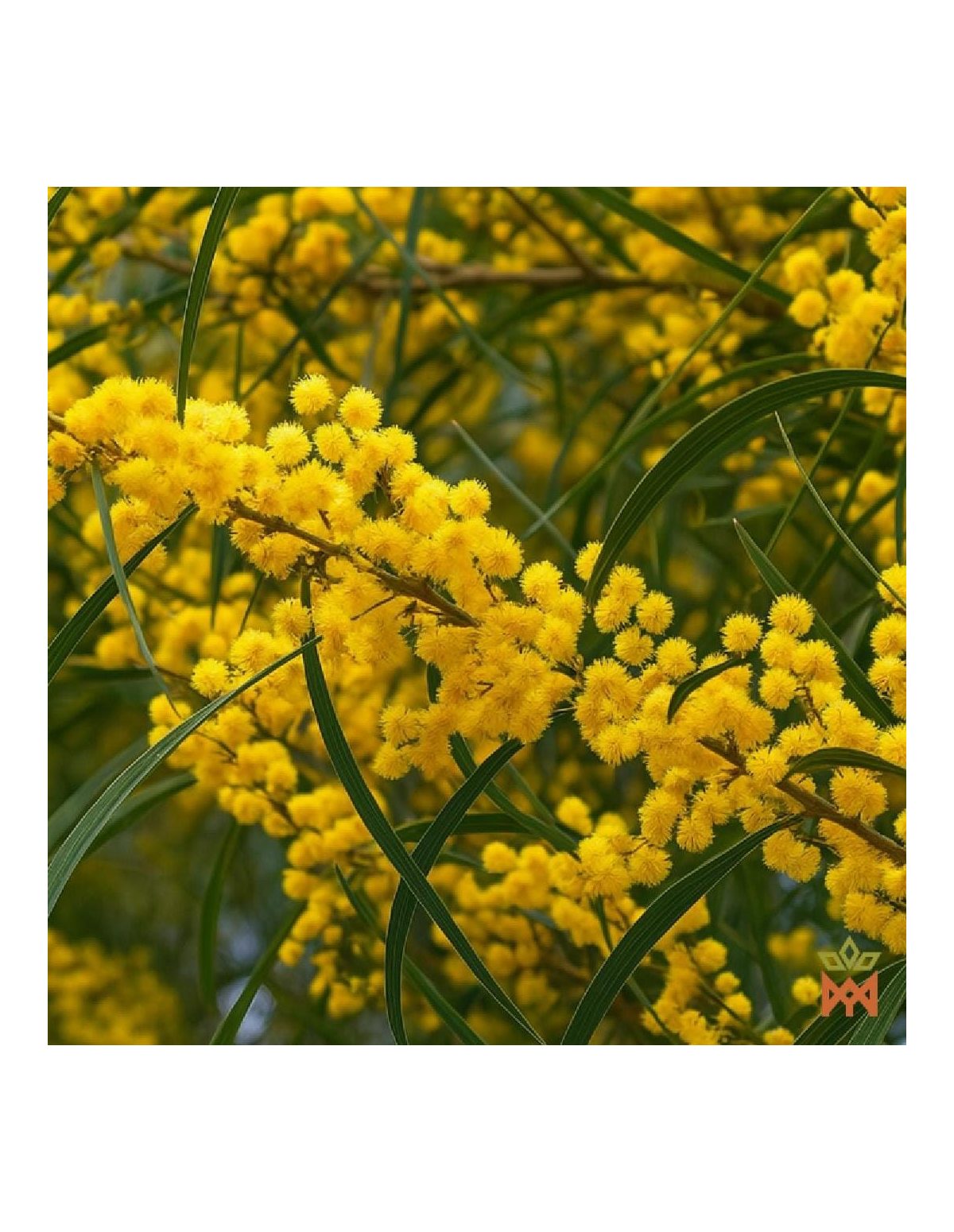 Photo d’illustration, espèce non identifiée – rameau d’acacia en fleurs aux capitules jaunes, non inclus
