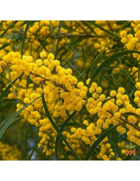 Photo d’illustration, espèce non identifiée – rameau d’acacia en fleurs aux capitules jaunes, non inclus