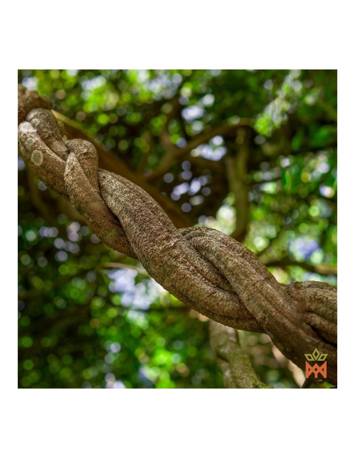 Liane Caupuri du Brésil – Liane fragmentée, Banisteriopsis caapi – liane vivante torsadée entre les arbres