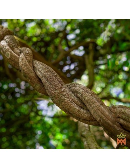 Liane Caupuri du Brésil – Liane fragmentée, Banisteriopsis caapi – liane vivante torsadée entre les arbres