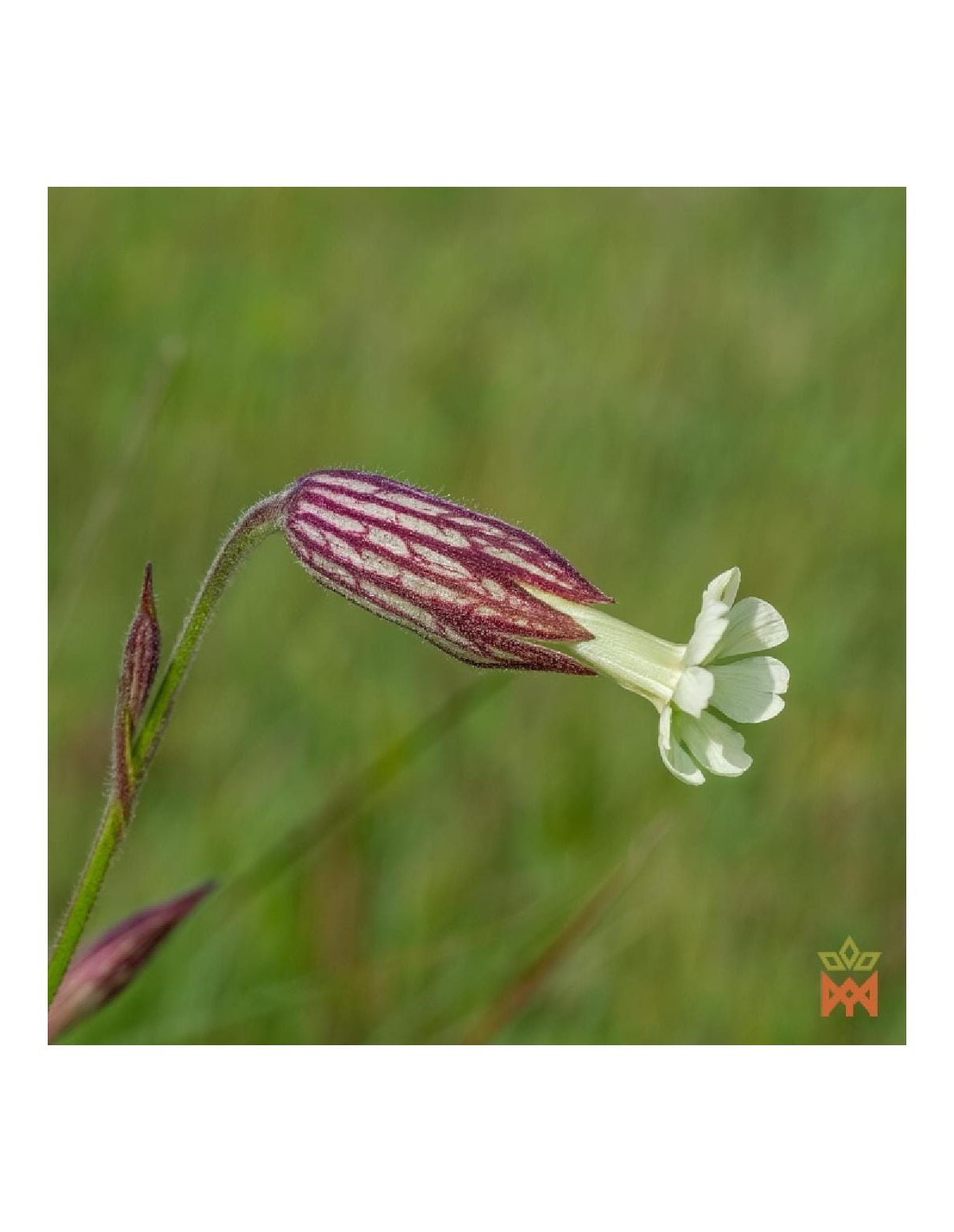 Racine des rêves – photo du fournisseur : fleur au calice veiné de pourpre (espèce non identifiée)