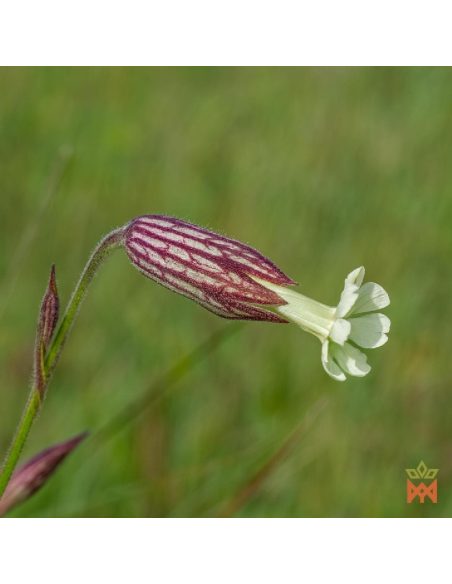 Racine des rêves – photo du fournisseur : fleur au calice veiné de pourpre (espèce non identifiée)