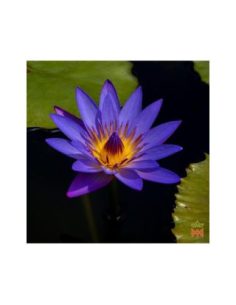 Lotus bleu de Thaïlande – Teinture de fleurs 15:1,... 2