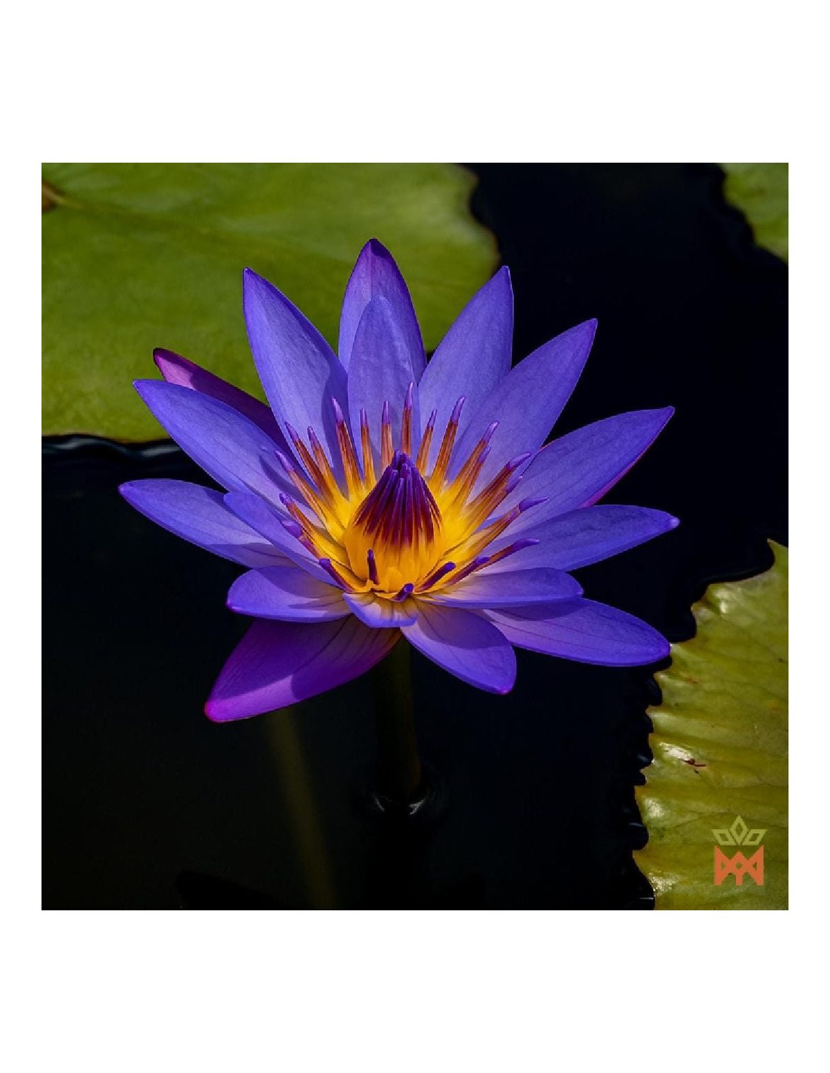 Lotus bleu (Nymphaea caerulea) – fleur violette ouverte de la plante vivante parmi les feuilles flottantes