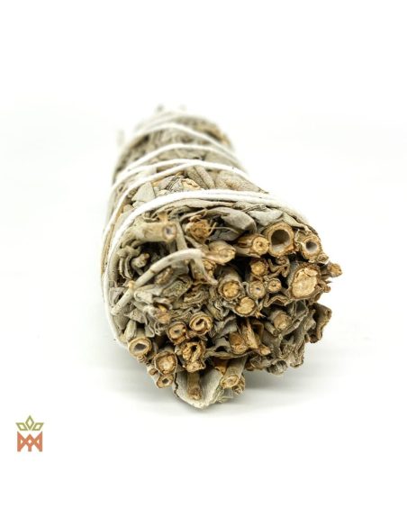 Petit fagot de sauge blanche vu du bout coupé, tiges creuses parmi les feuilles de Salvia apiana