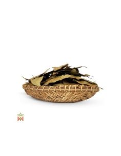 Ishpingo du Pérou – feuilles entières, Ocotea quixos 2