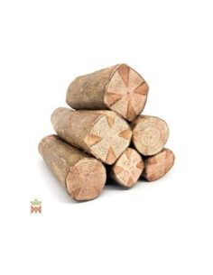 Clavo huasca du Pérou – liane entière, Tynanthus panurensis