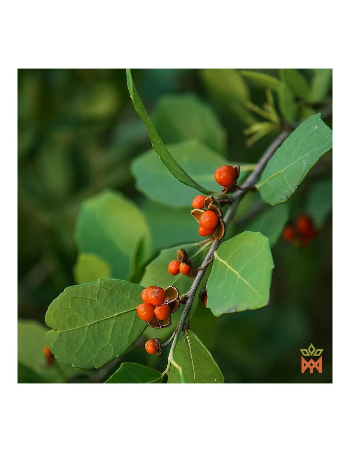 Chuchuhuasi du Pérou – photo d’illustration d’une branche feuillée aux fruits rouge orangé, non incluse