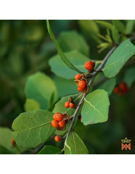 Chuchuhuasi du Pérou – photo d’illustration d’une branche feuillée aux fruits rouge orangé, non incluse