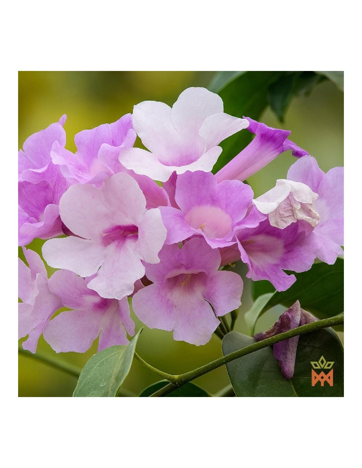 Ajo sacha du Pérou (Mansoa alliacea) – photo d’illustration de fleurs rose-violet, non incluses