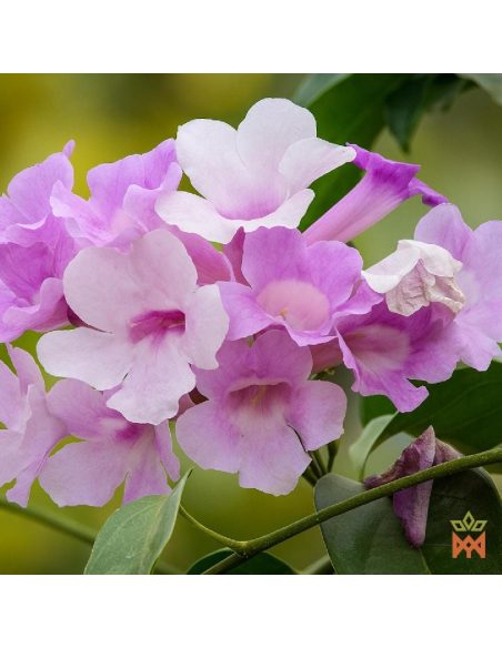 Ajo sacha du Pérou (Mansoa alliacea) – photo d’illustration de fleurs rose-violet, non incluses