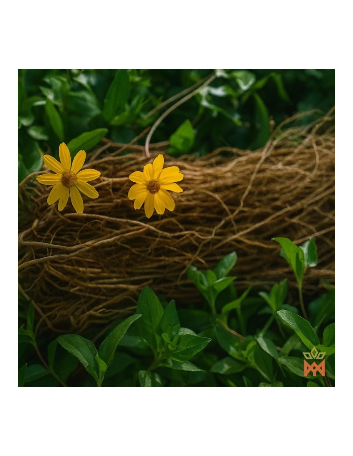 Chilcuague mexicain à la cardamome – Spray 30 ml, Heliopsis longipes – illustration de fleurs et de racines
