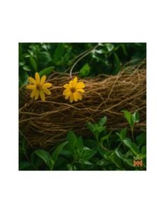 Chilcuague mexicain à la menthe – Spray 30 ml, Heliopsis... 2