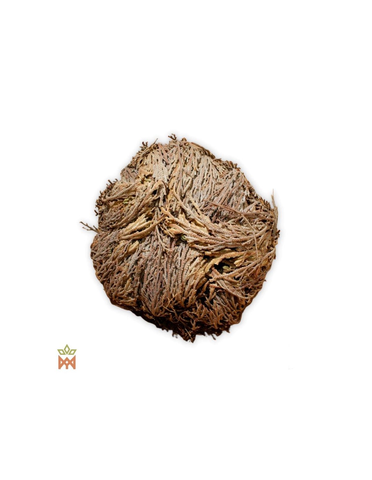 Rose de Jéricho – plante entière séchée, enroulée en boule de frondes brunes