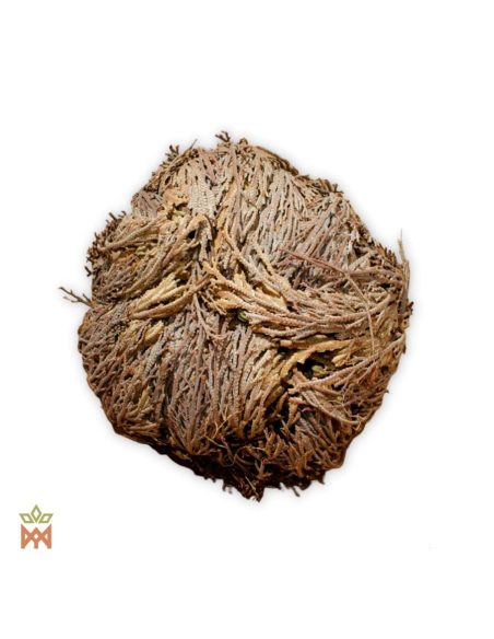 Rose de Jéricho – plante entière séchée, enroulée en boule de frondes brunes