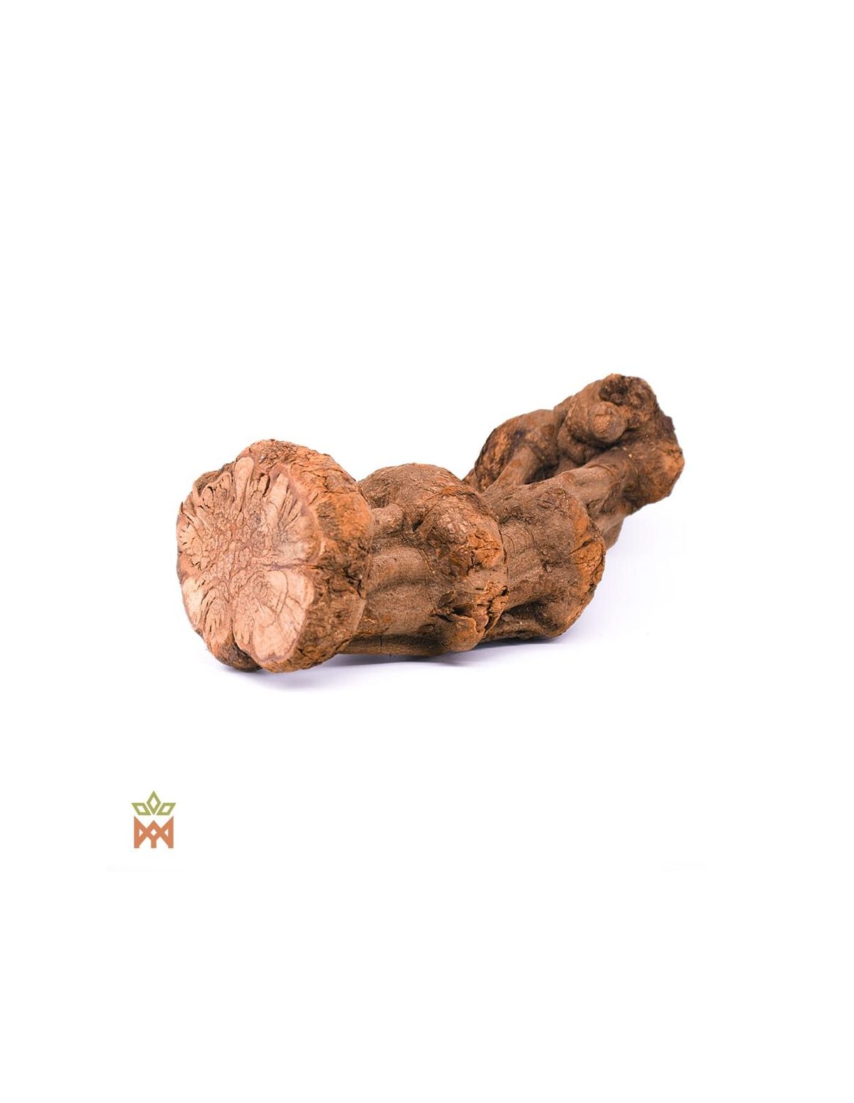 Caupuri du Brésil – Liane entière décorative, Banisteriopsis caapi – section de liane noueuse à l’extrémité lobée