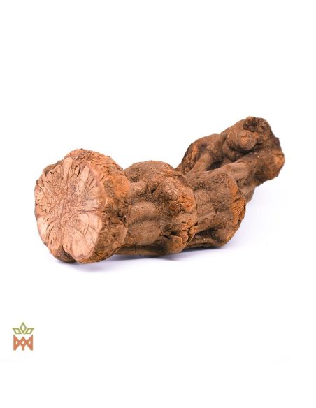 Caupuri du Brésil – Liane entière décorative, Banisteriopsis caapi – section de liane noueuse à l’extrémité lobée