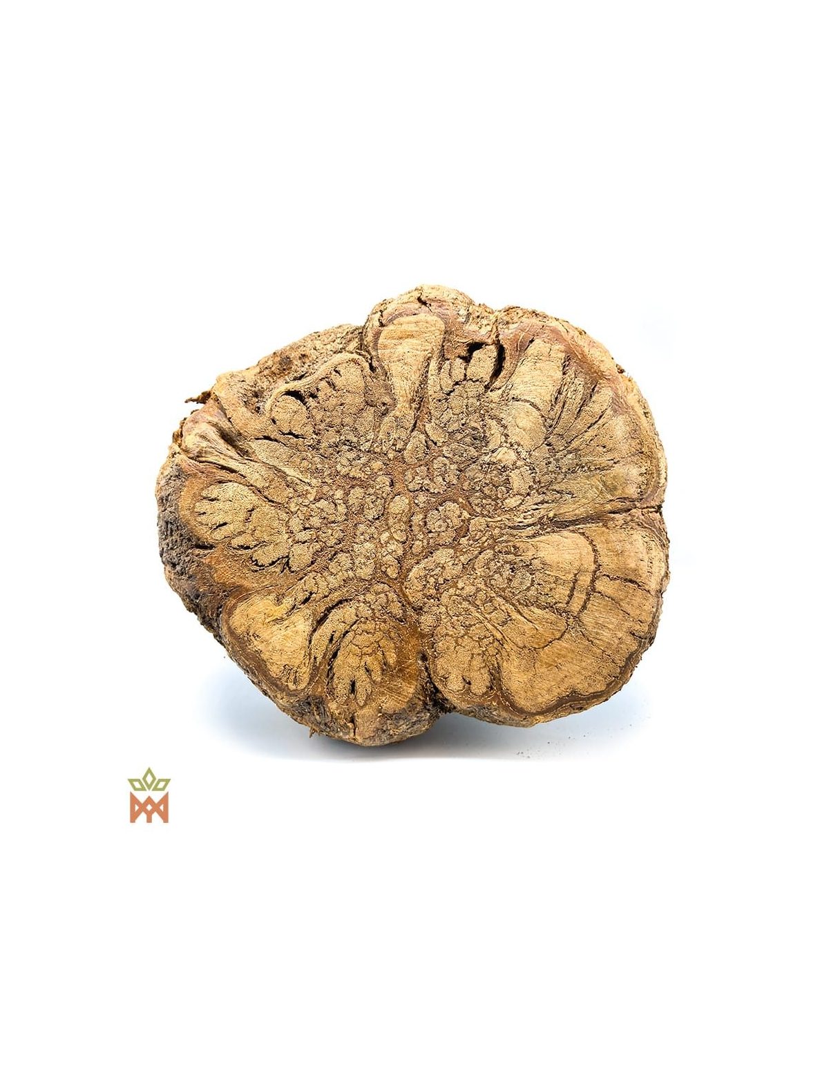 Caupuri du Brésil – Liane entière décorative, Banisteriopsis caapi – tranche au motif lobé dans le bois