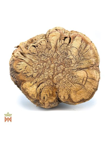 Caupuri du Brésil – Liane entière décorative, Banisteriopsis caapi – tranche au motif lobé dans le bois