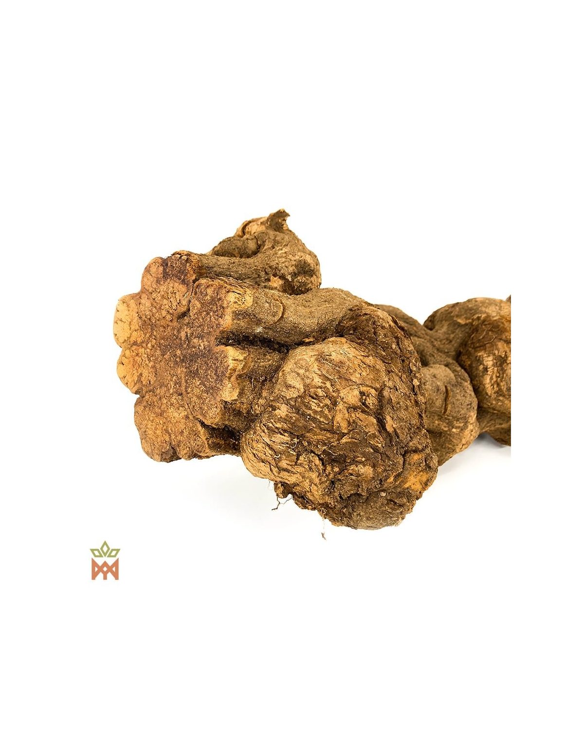 Caupuri du Brésil – Liane entière décorative, Banisteriopsis caapi – gros plan sur les tiges torsadées et bosselées