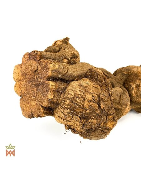 Caupuri du Brésil – Liane entière décorative, Banisteriopsis caapi – gros plan sur les tiges torsadées et bosselées