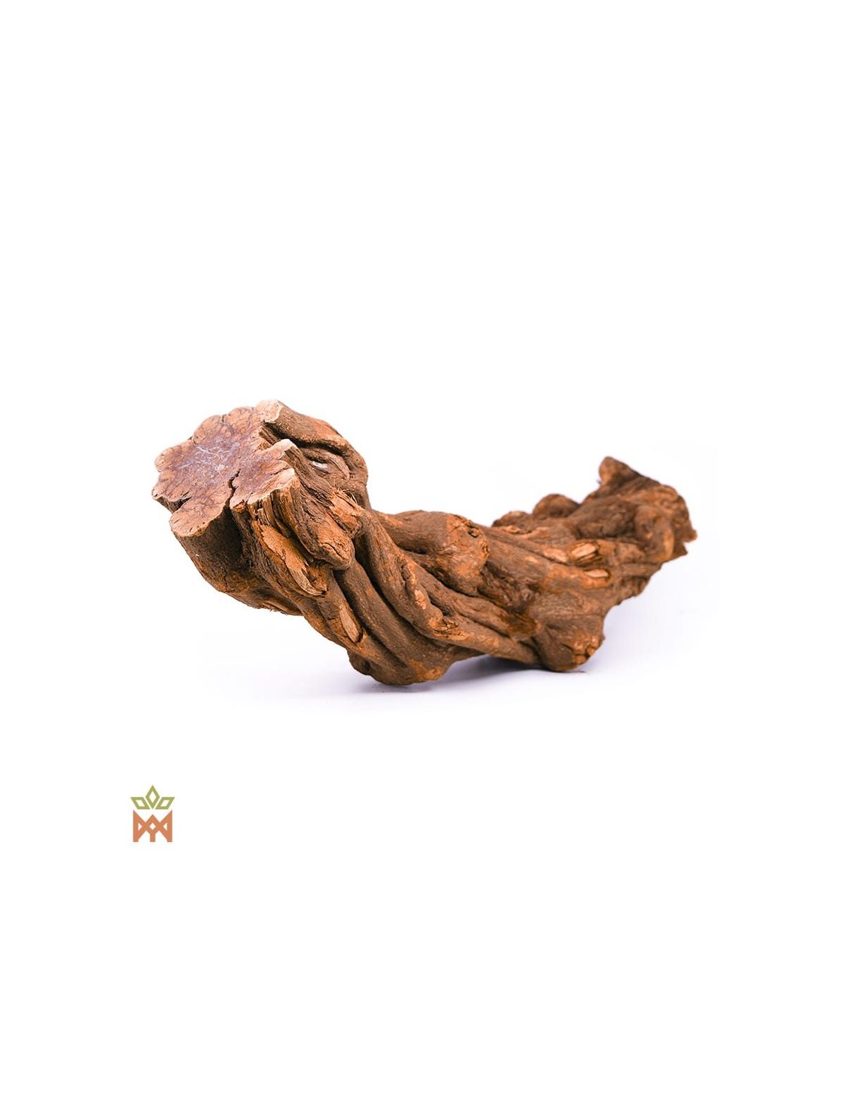 Caupuri du Brésil – Liane entière décorative, Banisteriopsis caapi – pièce de liane torsadée à large extrémité coupée