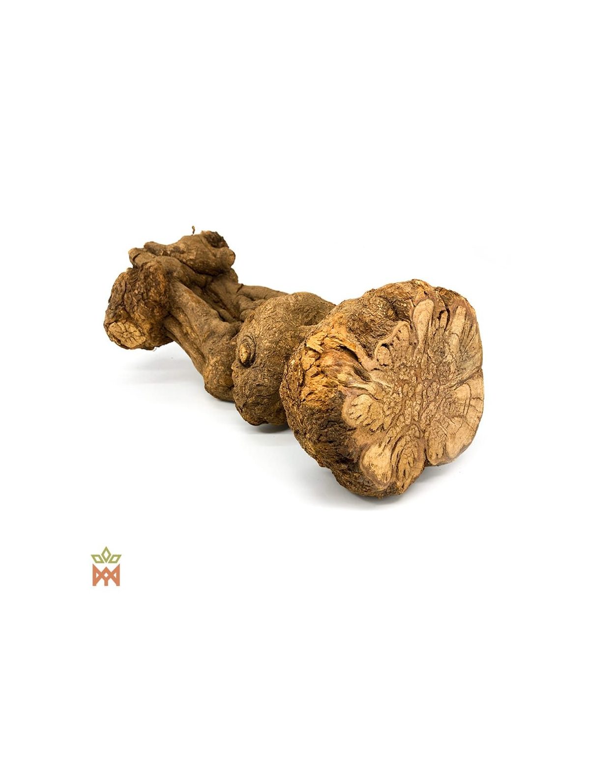 Caupuri du Brésil – Liane entière décorative, Banisteriopsis caapi – section épaisse et noueuse vue depuis la coupe