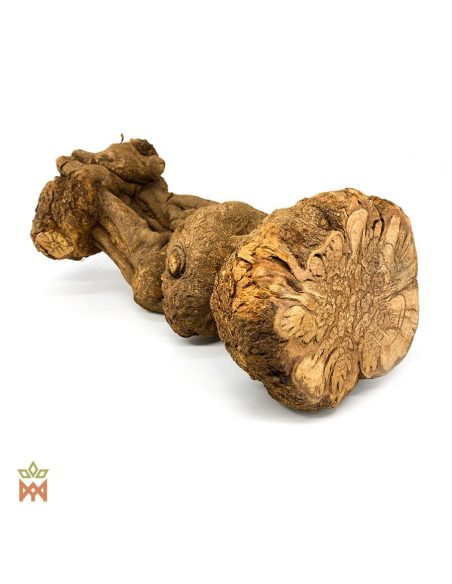 Caupuri du Brésil – Liane entière décorative, Banisteriopsis caapi – section épaisse et noueuse vue depuis la coupe