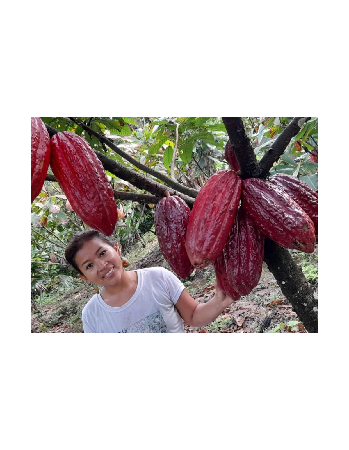 Barre de cacao du Putumayo – cacaoyer aux cabosses rouges