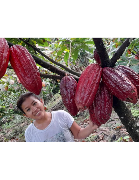Barre de cacao du Putumayo – cacaoyer aux cabosses rouges