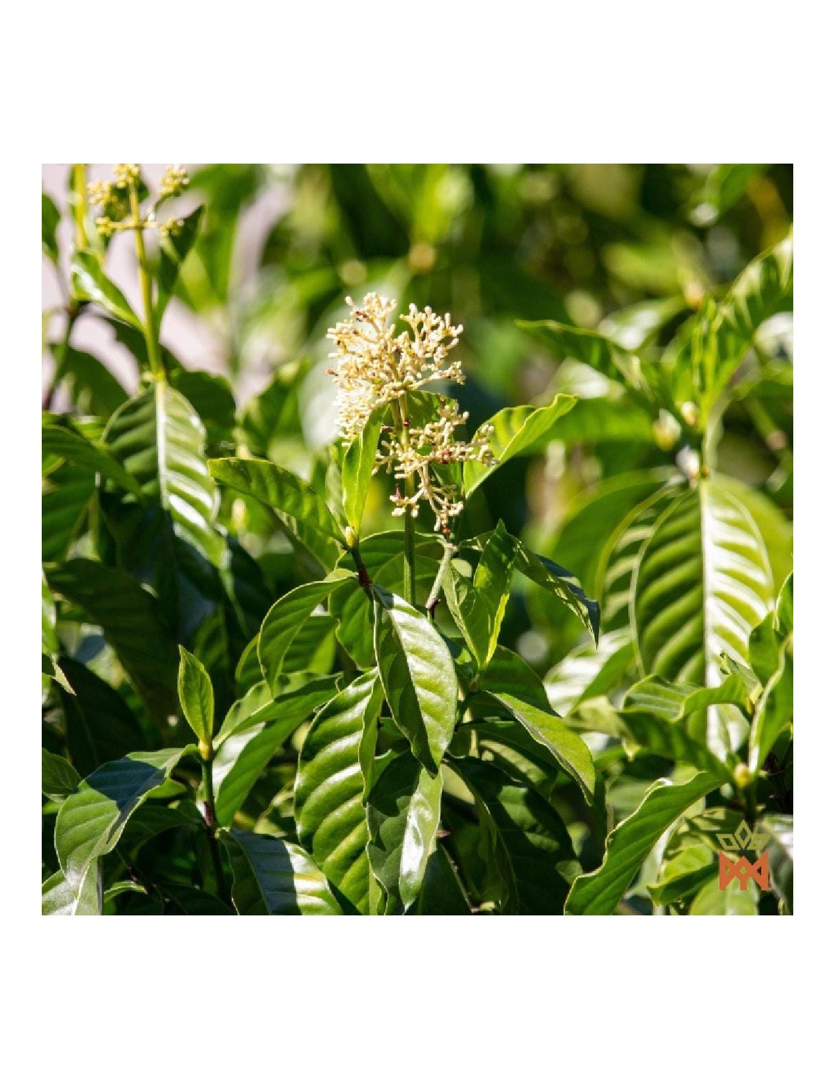 Chacruna Shipibo du Pérou – Feuilles entières, Psychotria viridis – plante en fleurs, photo du fournisseur