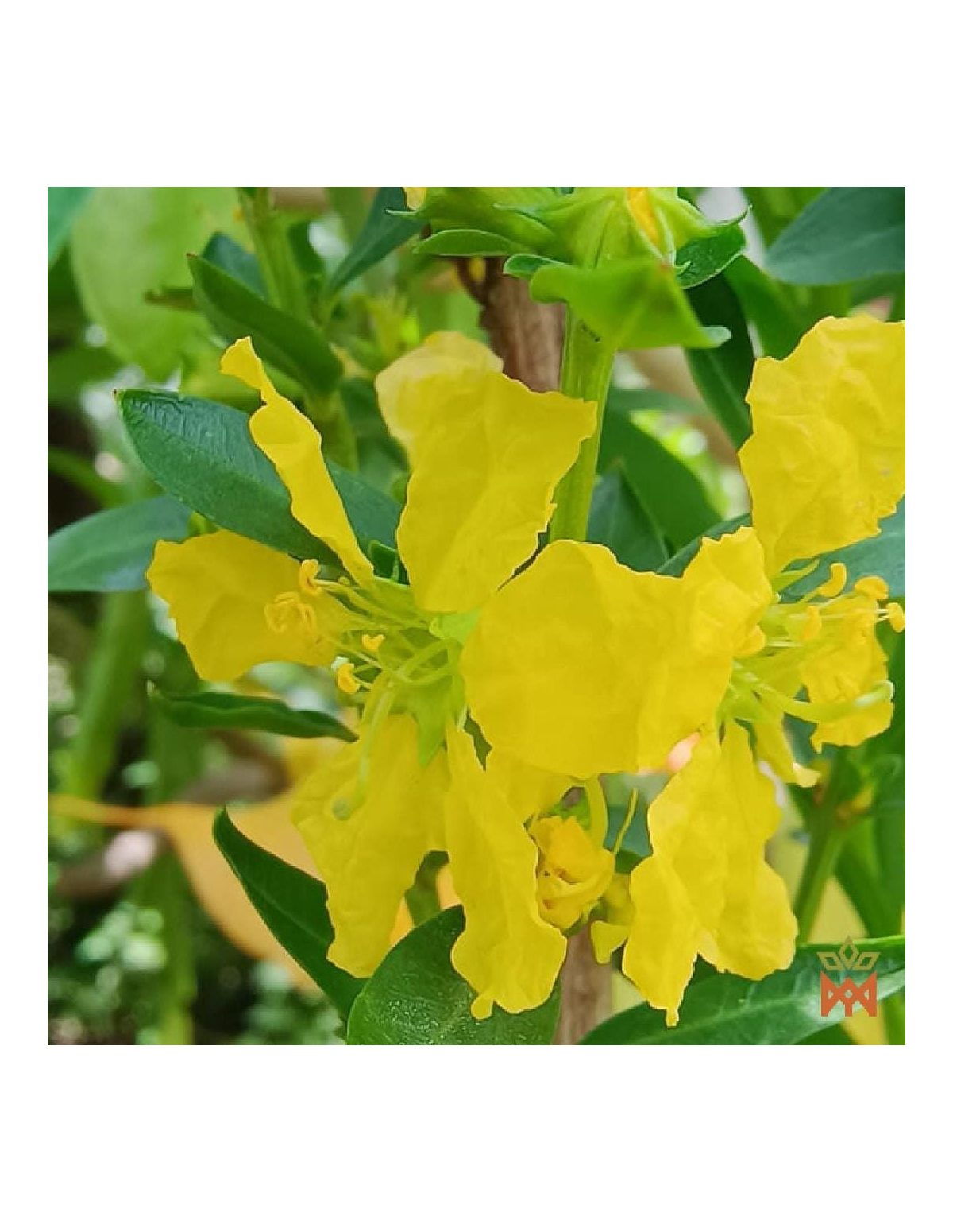 Sinicuichi du Mexique – Feuilles fragmentées, Heimia salicifolia – plante vivante aux fleurs jaunes