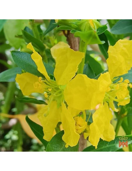 Sinicuichi du Mexique – Feuilles fragmentées, Heimia salicifolia – plante vivante aux fleurs jaunes