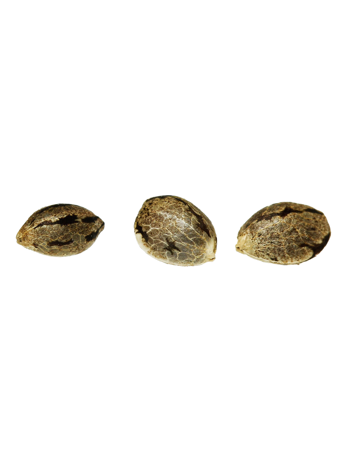 Cadeau – 3 graines – trois graines sur fond blanc