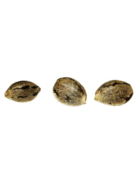 Cadeau – 3 graines – trois graines sur fond blanc