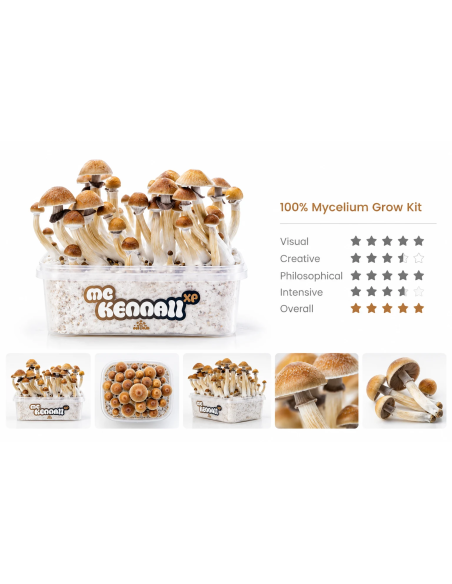 Kit de culture Fresh Mushrooms McKennaii, 1200 ml – kit avec l’étiquette McKennaii