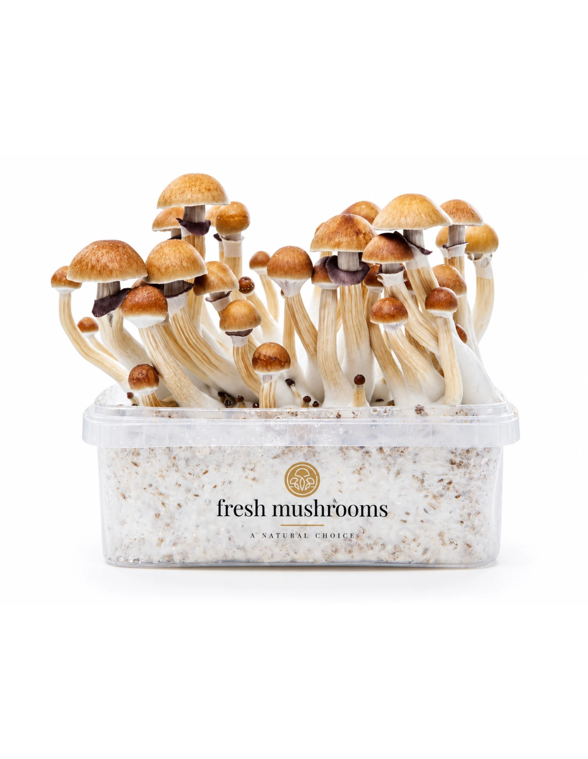 Kit de culture Fresh Mushrooms McKennaii, 1200 ml – kit avec champignons, vue de face