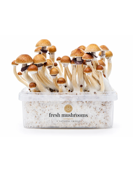 Kit de culture Fresh Mushrooms McKennaii, 1200 ml – kit avec champignons, vue de face