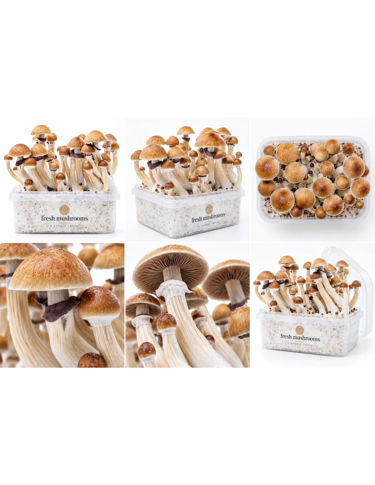 Kit de culture Fresh Mushrooms McKennaii, 1200 ml – six vues du kit