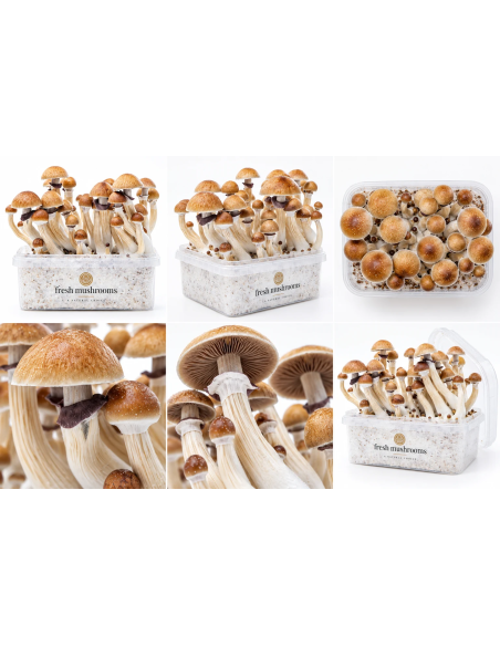Kit de culture Fresh Mushrooms McKennaii, 1200 ml – six vues du kit