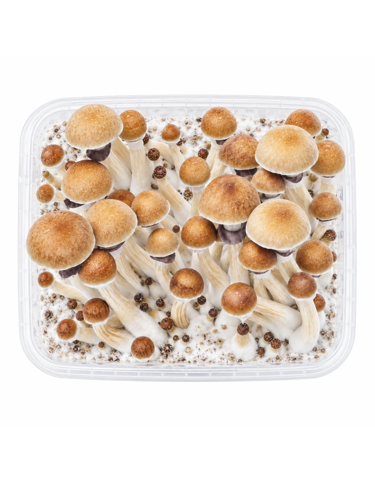 Kit de culture Fresh Mushrooms McKennaii, 1200 ml – kit vu du dessus