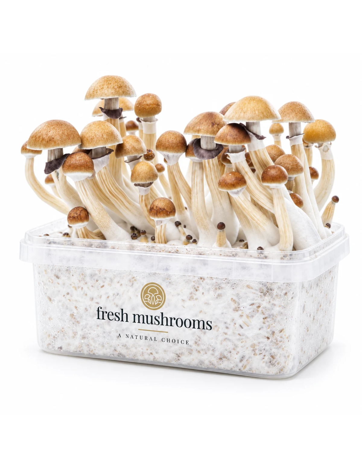 Kit de culture Fresh Mushrooms McKennaii, 1200 ml – kit avec champignons, vue de côté