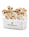 Kit de culture Fresh Mushrooms McKennaii, 1200 ml – kit avec champignons, vue de côté